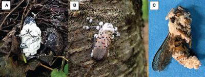 Cryptic diversity and virulence of Beauveria bassiana recovered from Lycorma delicatula (spotted lanternfly) in eastern Pennsylvania